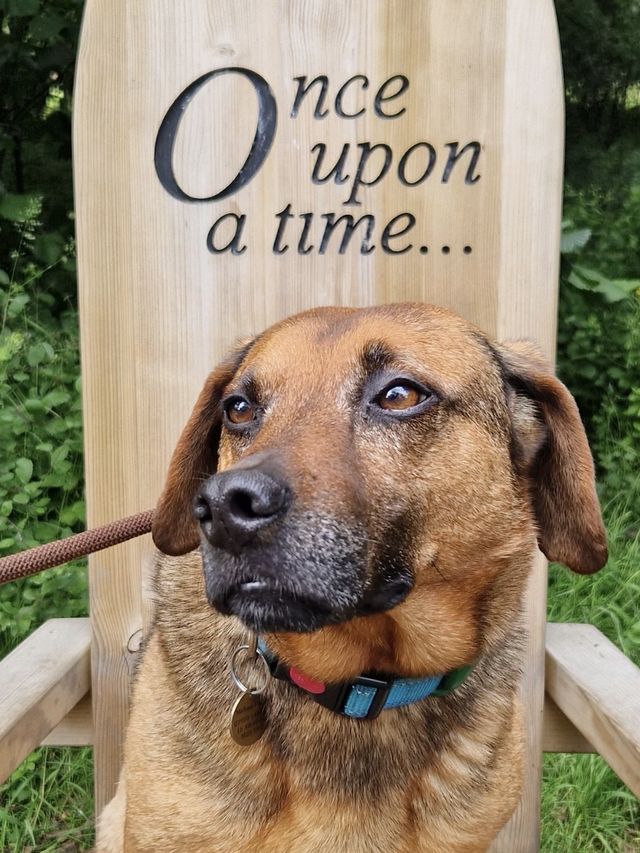 Barnaby the dog